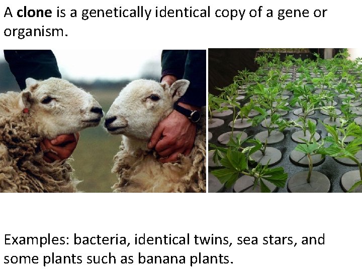 A clone is a genetically identical copy of a gene or organism. Examples: bacteria,