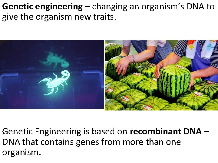 Genetic engineering – changing an organism’s DNA to give the organism new traits. Genetic