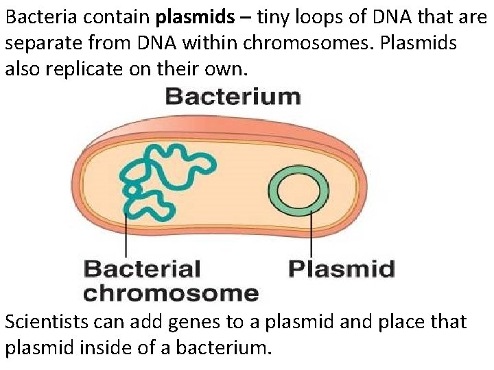 Bacteria contain plasmids – tiny loops of DNA that are separate from DNA within