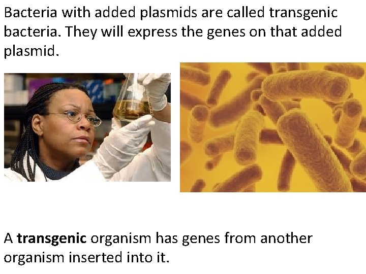 Bacteria with added plasmids are called transgenic bacteria. They will express the genes on