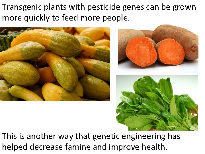 Transgenic plants with pesticide genes can be grown more quickly to feed more people.