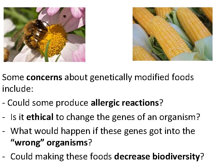 Some concerns about genetically modified foods include: - Could some produce allergic reactions? -