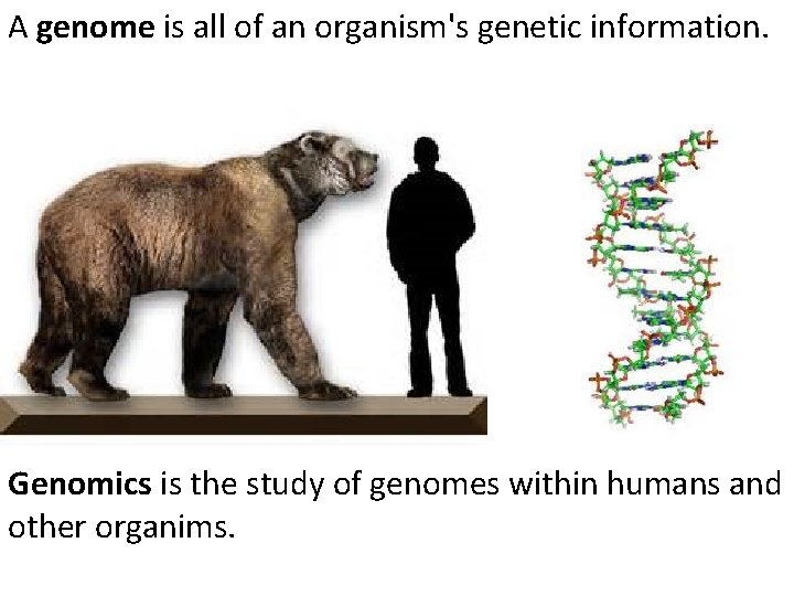 A genome is all of an organism's genetic information. Genomics is the study of