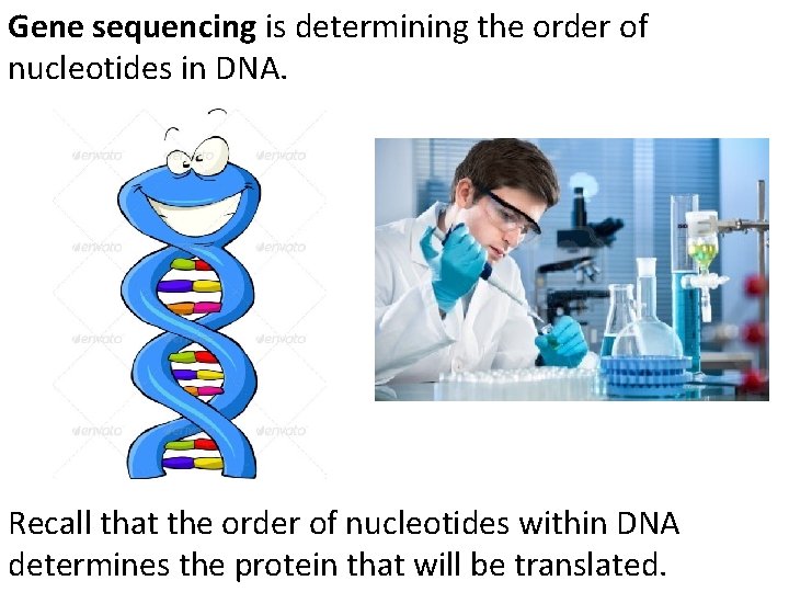 Gene sequencing is determining the order of nucleotides in DNA. Recall that the order