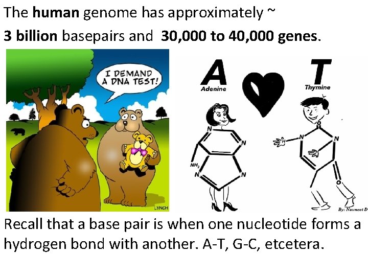 The human genome has approximately ~ 3 billion basepairs and 30, 000 to 40,