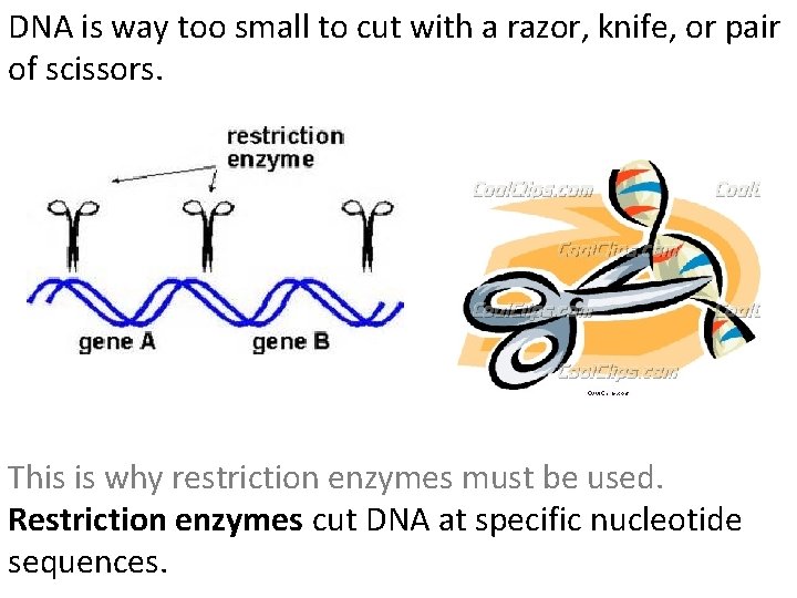 DNA is way too small to cut with a razor, knife, or pair of