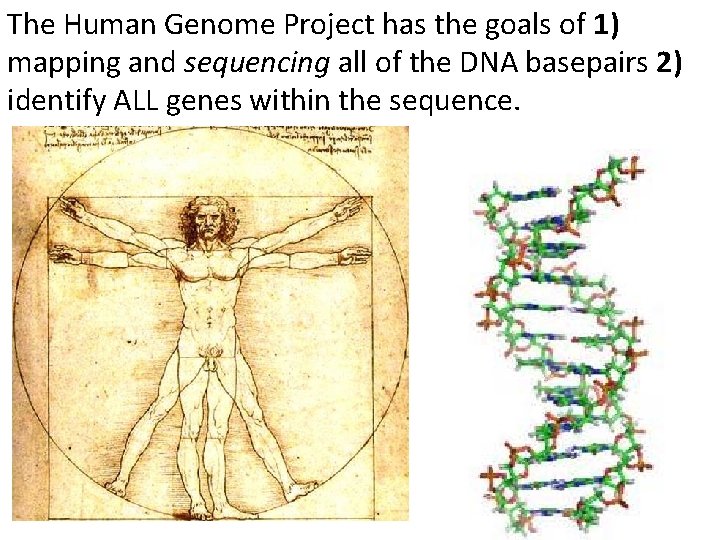 The Human Genome Project has the goals of 1) mapping and sequencing all of
