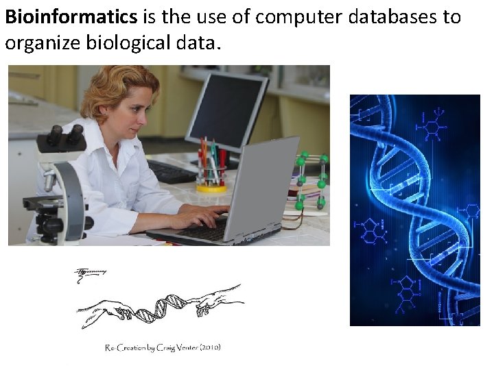 Bioinformatics is the use of computer databases to organize biological data. 
