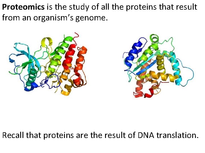 Proteomics is the study of all the proteins that result from an organism’s genome.
