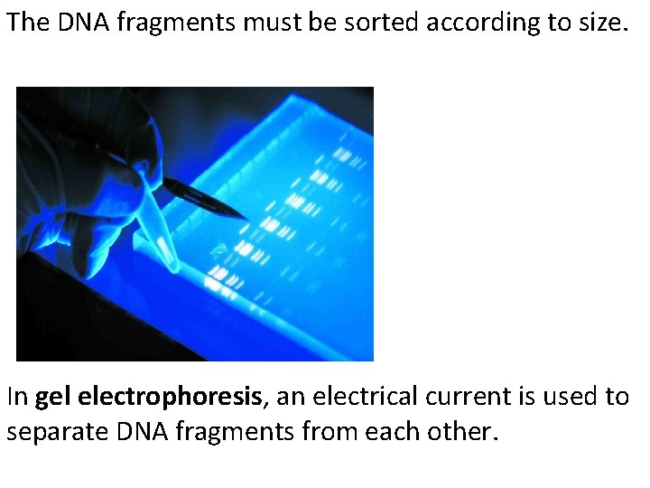The DNA fragments must be sorted according to size. In gel electrophoresis, an electrical