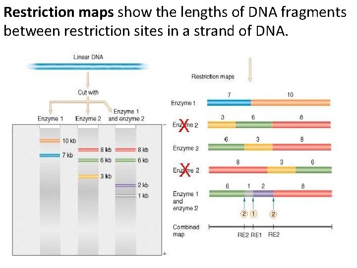 Restriction maps show the lengths of DNA fragments between restriction sites in a strand