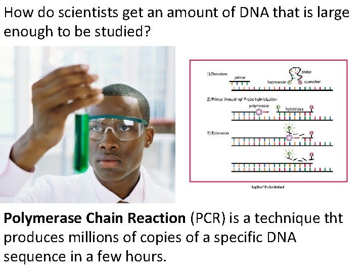 How do scientists get an amount of DNA that is large enough to be
