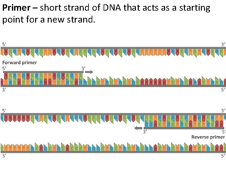 Primer – short strand of DNA that acts as a starting point for a