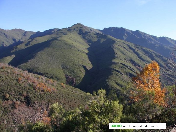 UCEDO: monte cuberto de uces. UCEDO: monte cuberto de uces.