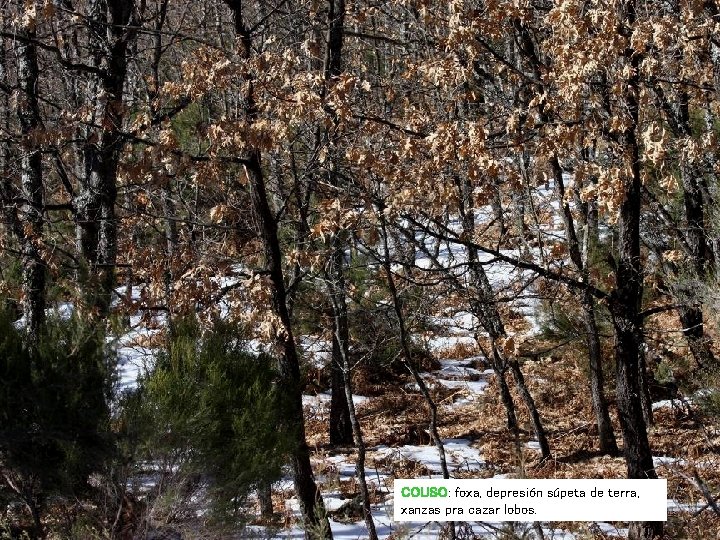 COUSO: foxa, depresión súpeta de terra, xanzas pra cazar lobos. COUSO: foxa, depresión súpeta de terra, xanzas pra cazar lobos.