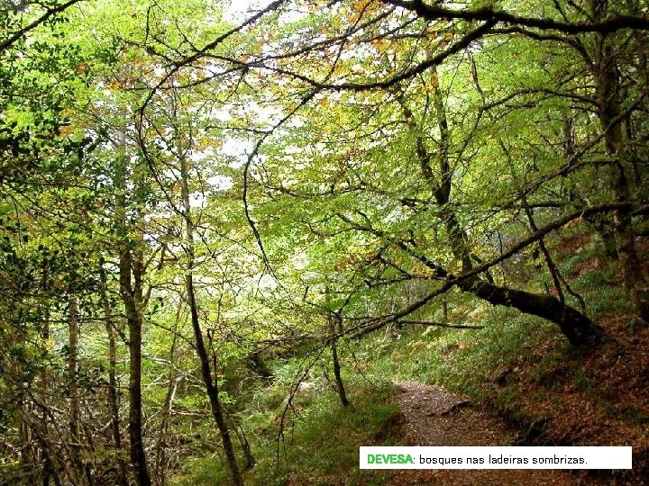 DEVESA: bosques nas ladeiras sombrizas. DEVESA: bosques nas ladeiras sombrizas.
