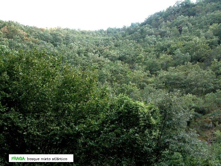 FRAGA: bosque mixto atlántico FRAGA: bosque mixto atlántico