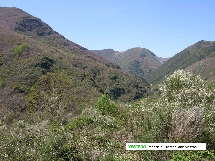 XESTEDO: monte ou terreo con xestas. XESTEDO: monte ou terreo con xestas.
