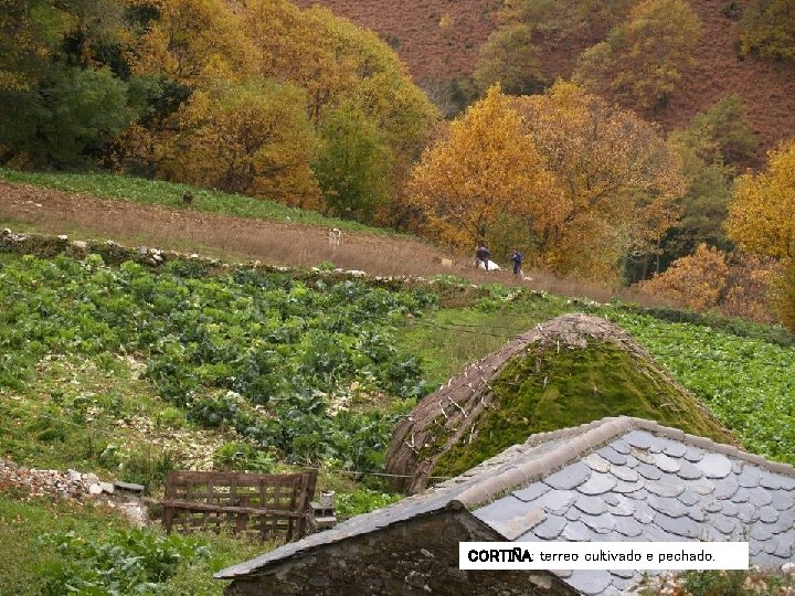 CORTIÑA: terreo cultivado e pechado. CORTIÑA: terreo cultivado e pechado.