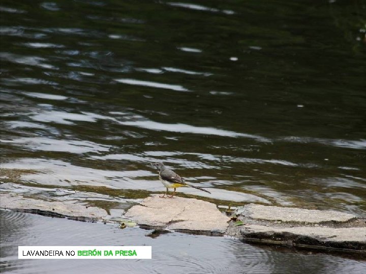LAVANDEIRA NO BEIRÓN DA PRESA LAVANDEIRA NO BEIRÓN DA PRESA