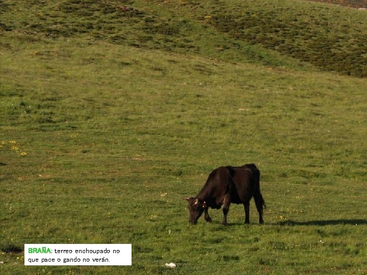 BRAÑA: terreo enchoupado no que pace o gando no verán. BRAÑA: terreo enchoupado no que pace o gando no verán.