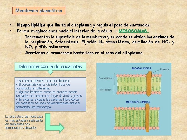 Membrana plasmática • • Bicapa lipídica que limita al citoplasma y regula el paso