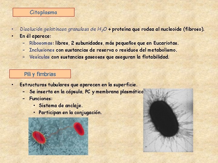 Citoplasma • • Disolución gelatinosa granulosa de H 2 O + proteína que rodea