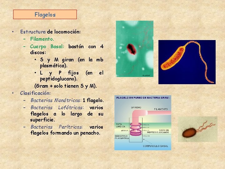 Flagelos • • Estructura de locomoción: – Filamento. – Cuerpo Basal: bastón con 4