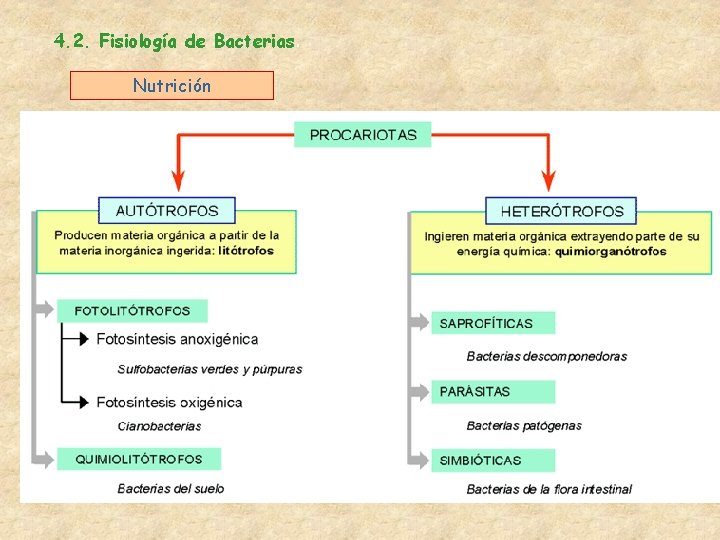 4. 2. Fisiología de Bacterias. Nutrición 