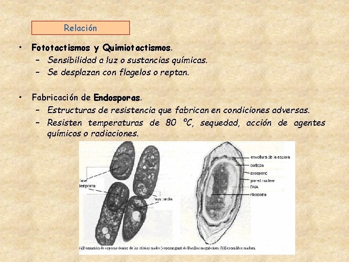 Relación • Fototactismos y Quimiotactismos. – Sensibilidad a luz o sustancias químicas. – Se