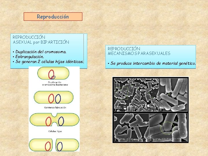Reproducción REPRODUCCIÓN ASEXUAL por BIPARTICIÓN • Duplicación del cromosoma. • Estrangulación. • Se generan