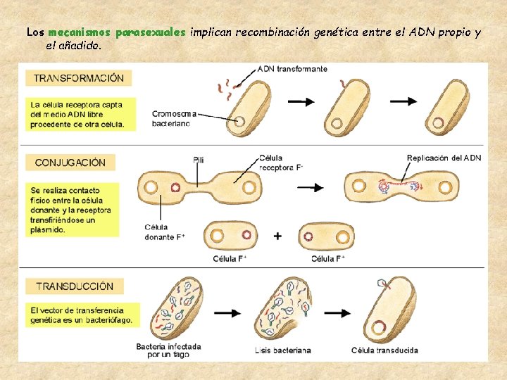 Los mecanismos parasexuales implican recombinación genética entre el ADN propio y el añadido. 