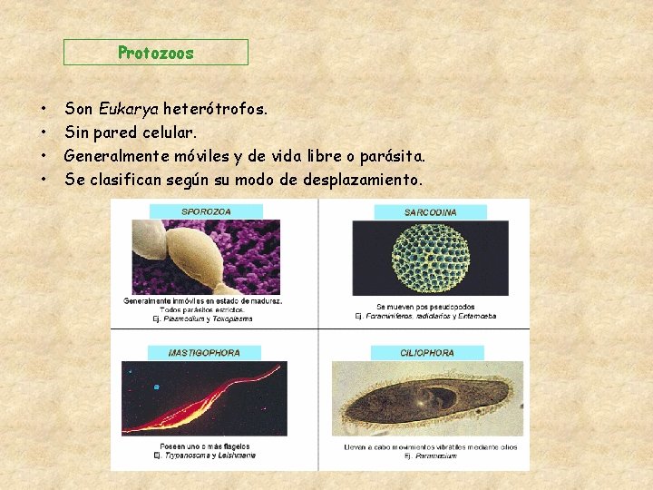 Protozoos • • Son Eukarya heterótrofos. Sin pared celular. Generalmente móviles y de vida