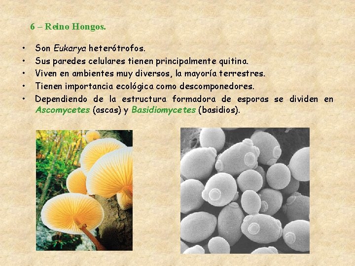 6 – Reino Hongos. • • • Son Eukarya heterótrofos. Sus paredes celulares tienen