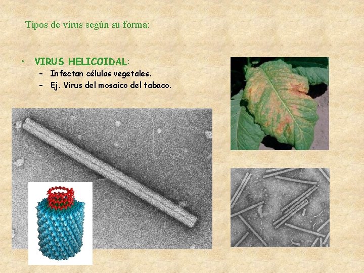 Tipos de virus según su forma: • VIRUS HELICOIDAL: – Infectan células vegetales. –