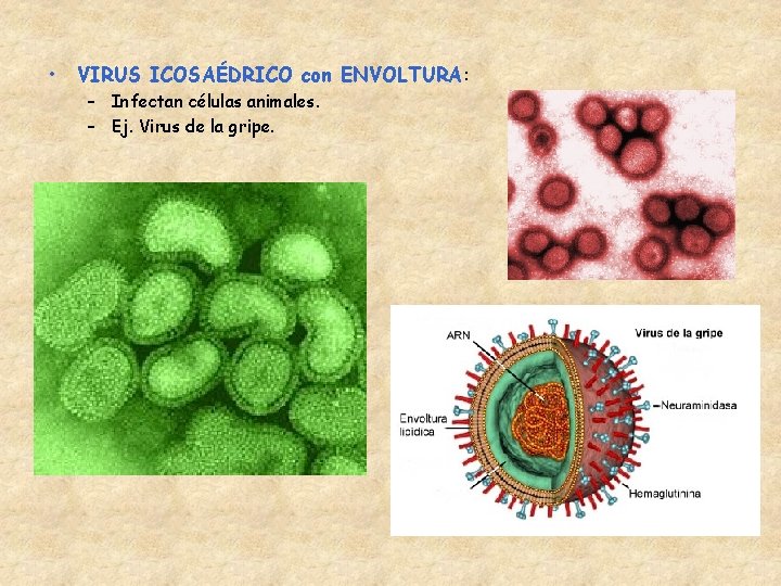  • VIRUS ICOSAÉDRICO con ENVOLTURA: – Infectan células animales. – Ej. Virus de