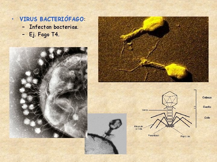  • VIRUS BACTERIÓFAGO: – Infectan bacterias. – Ej. Fago T 4. 