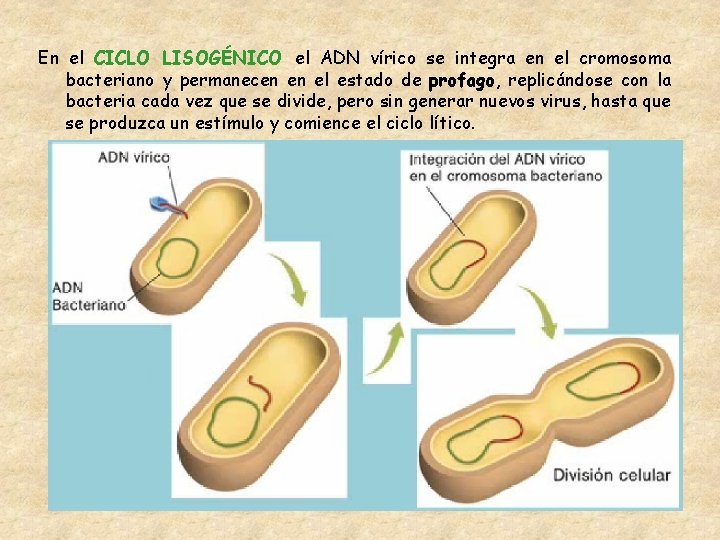 En el CICLO LISOGÉNICO el ADN vírico se integra en el cromosoma bacteriano y