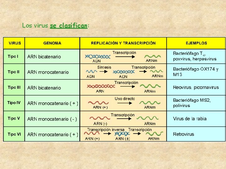 Los virus se clasifican: 