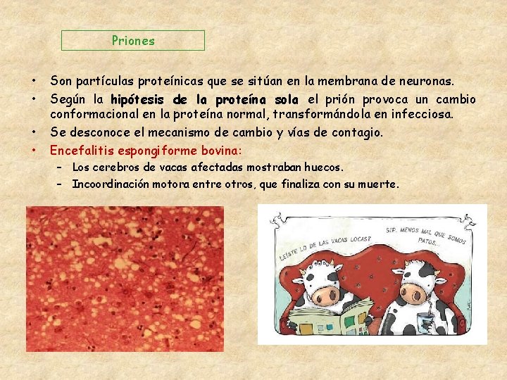 Priones • • Son partículas proteínicas que se sitúan en la membrana de neuronas.