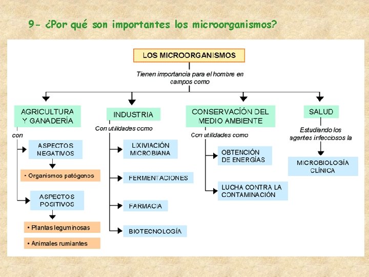 9 - ¿Por qué son importantes los microorganismos? 