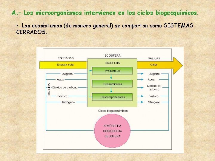 A. – Los microorganismos intervienen en los ciclos biogeoquímicos. • Los ecosistemas (de manera