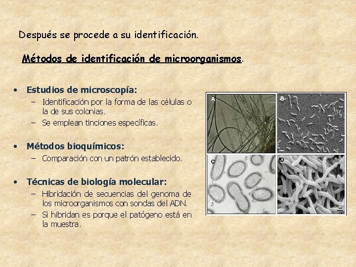 Después se procede a su identificación. Métodos de identificación de microorganismos. • Estudios de