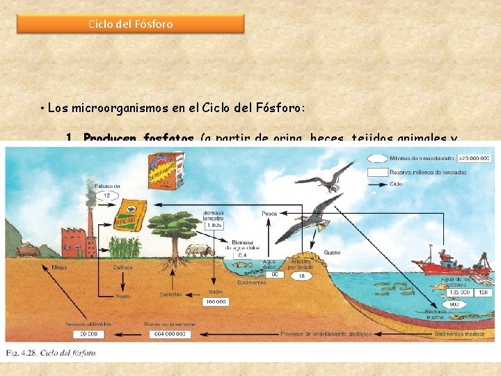 Ciclo del Fósforo • Los microorganismos en el Ciclo del Fósforo: 1. Producen fosfatos