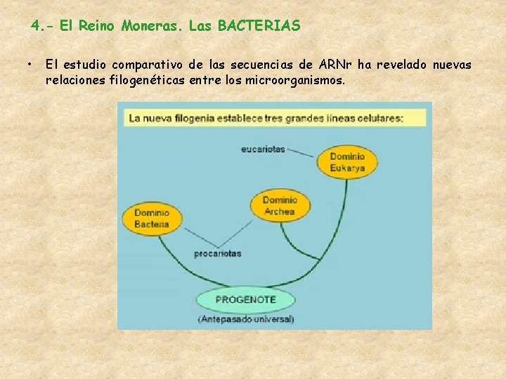 4. - El Reino Moneras. Las BACTERIAS • El estudio comparativo de las secuencias