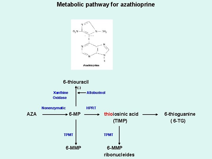 Metabolic pathway for azathioprine 6 -thiouracil (-) Xanthine Oxidase Alloburinol Nonenzymatic AZA HPRT 6