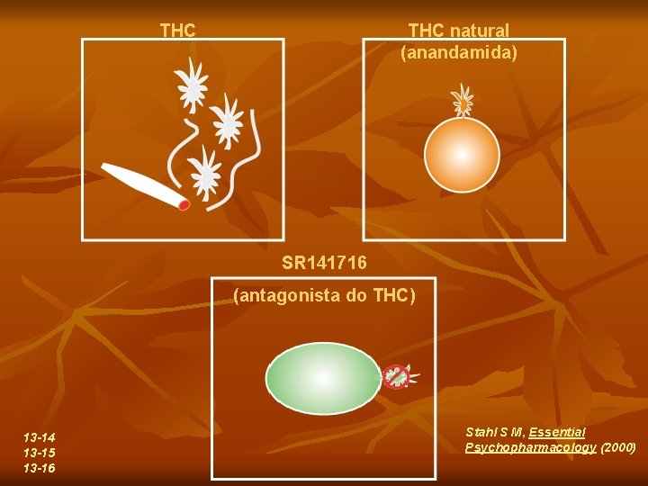 THC natural (anandamida) SR 141716 (antagonista do THC) 13 -14 13 -15 13 -16