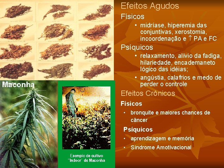 Efeitos Agudos Físicos • midríase, hiperemia das conjuntivas, xerostomia, incoordenação e PA e FC