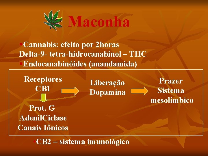 Maconha §Cannabis: efeito por 2 horas Delta-9 - tetra-hidrocanabinol – THC §Endocanabinóides (anandamida) Receptores
