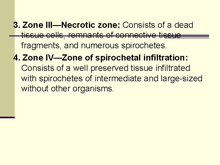 3. Zone III—Necrotic zone: Consists of a dead tissue cells, remnants of connective tissue